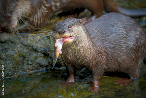 Portrait closeup of Otter with prey photo