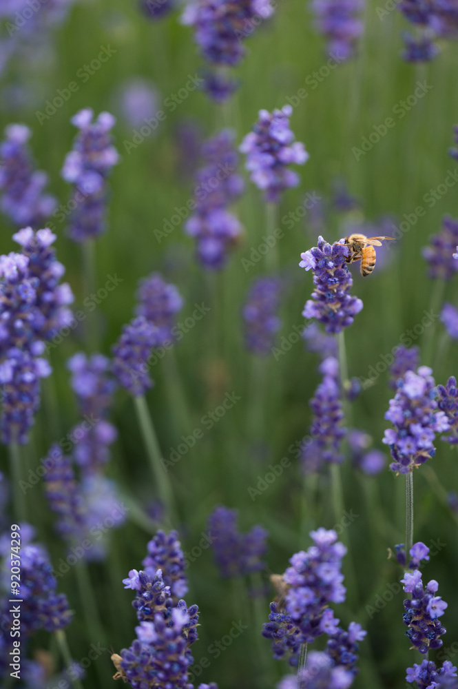Bee on blooming lavender flower with blurred green background. Bee on blooming lavender flower with blurred green background.