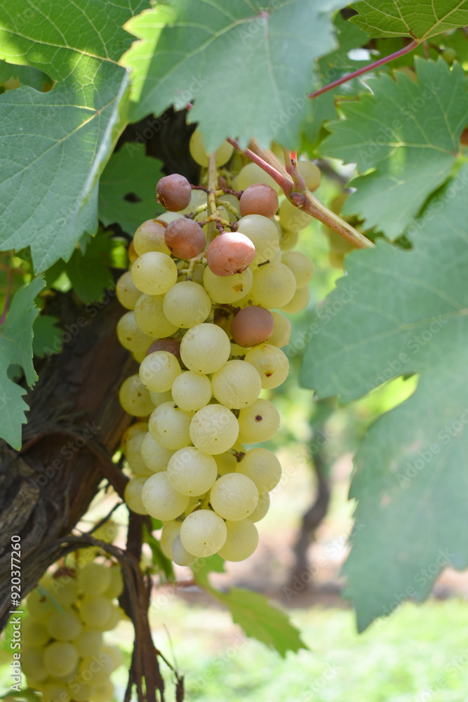 Close up of grapes hanging on Vine, Hanging grapes. Grape farming. Grapes farm. Tasty green grape bunches hanging on branch. Grapes With Selective Focus on the subject, Chakwal, Punjab, Pakistan Close up of grapes hanging on Vine, Hanging grapes. Grape farming. Grapes farm. Tasty green grape bunches hanging on branch. Grapes With Selective Focus on the subject, Chakwal, Punjab, Pakistan