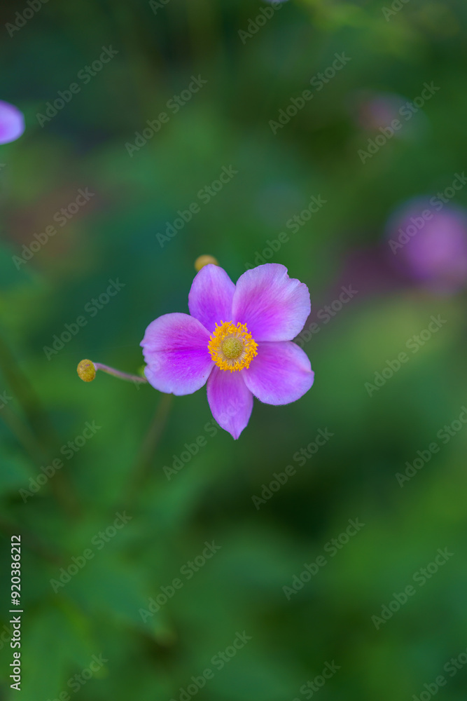 Fototapeta premium flower with dew drops