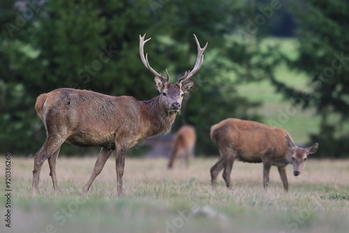 A herd of european red deer grazing on the medow. A majestic stag in the nature habitat. Cervus elaphus.