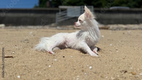 dog on the beach