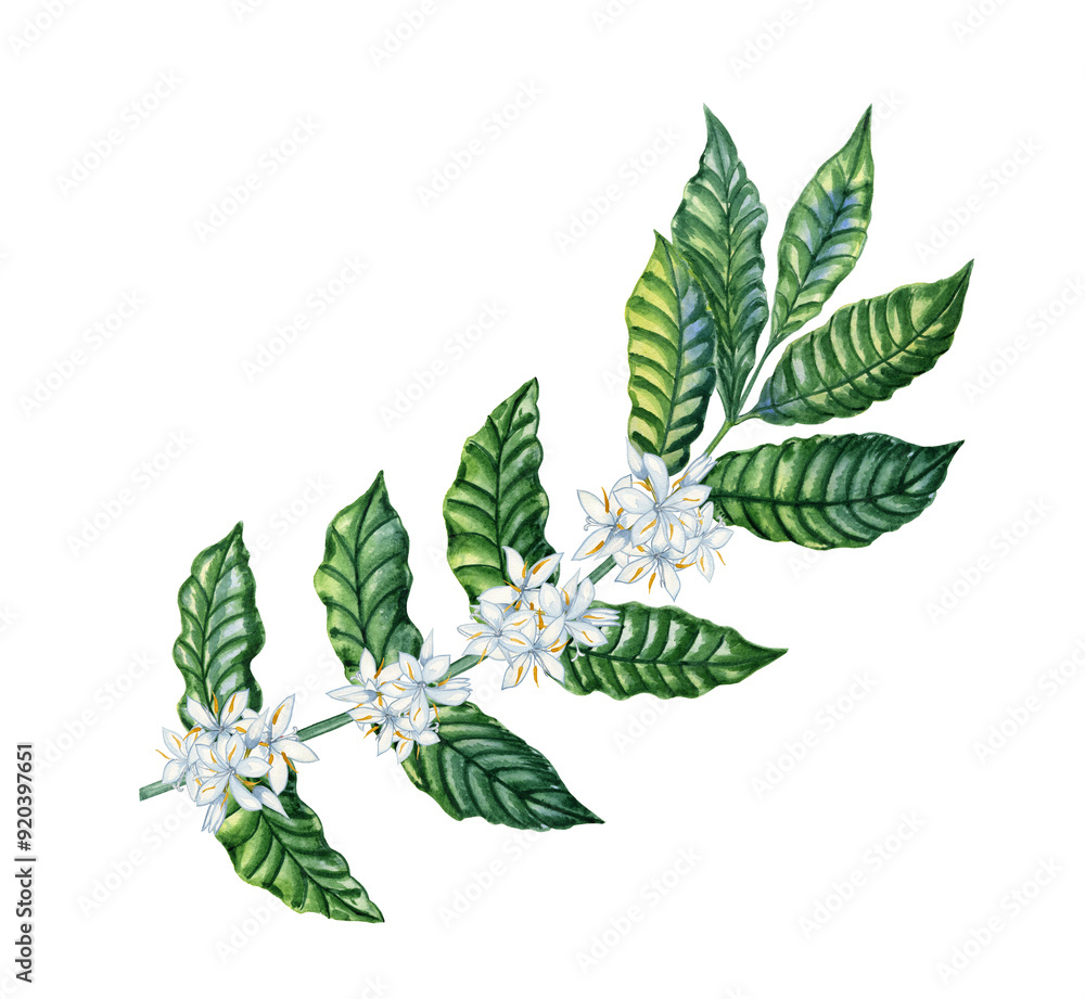 Branch of coffee plant with green leaves and white flowers watercolor illustration. Hand drawn image growth stage of bush of agricultural crop. Branch of coffee plant with green leaves and white flowers watercolor illustration. Hand drawn image growth stage of bush of agricultural crop.
