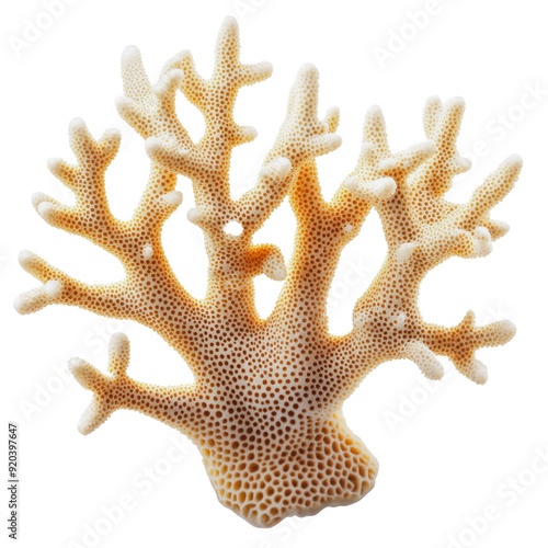 PNG Natural coral formation on a white background