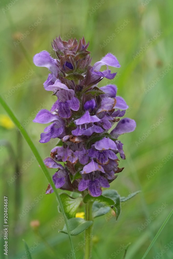 Vertical closeup on a colorful purple flowering Hyssop-leaved self-heal, Prunella hyssopifolia Vertical closeup on a colorful purple flowering Hyssop-leaved self-heal, Prunella hyssopifolia