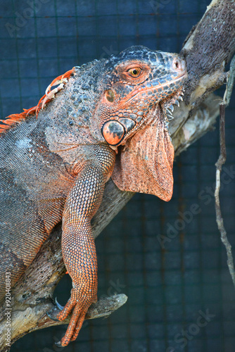 Close up of iguana face
