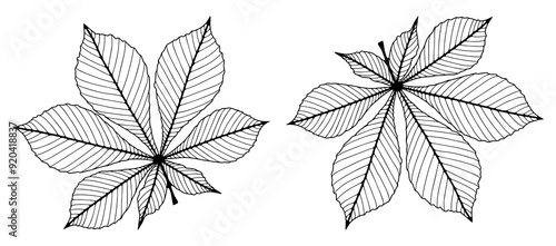 Chestnut leaves isolated on white background. Contour of chestnut leaves. Vector botanical black and white illustration