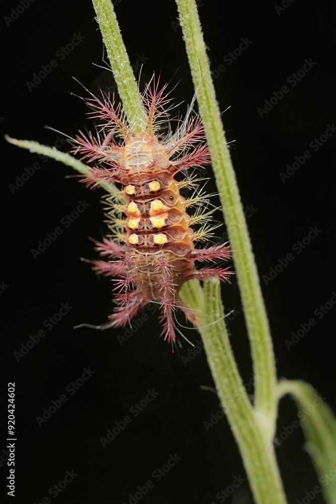 Naklejka premium A nettle caterpillar feeding on a wild flower. This beautiful colored insect has the scientific name Setora nitens.
