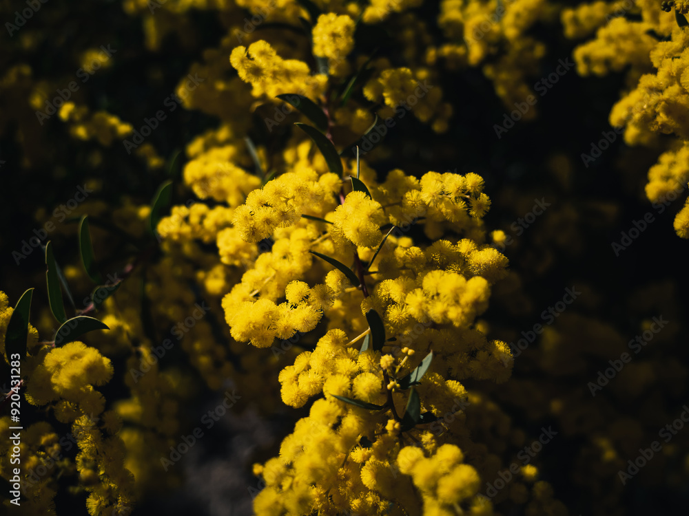 Obraz premium Yellow wattle flower
