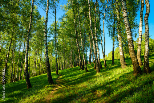 Grove of birches with young green leaves at sunset or sunrise in spring or summer.