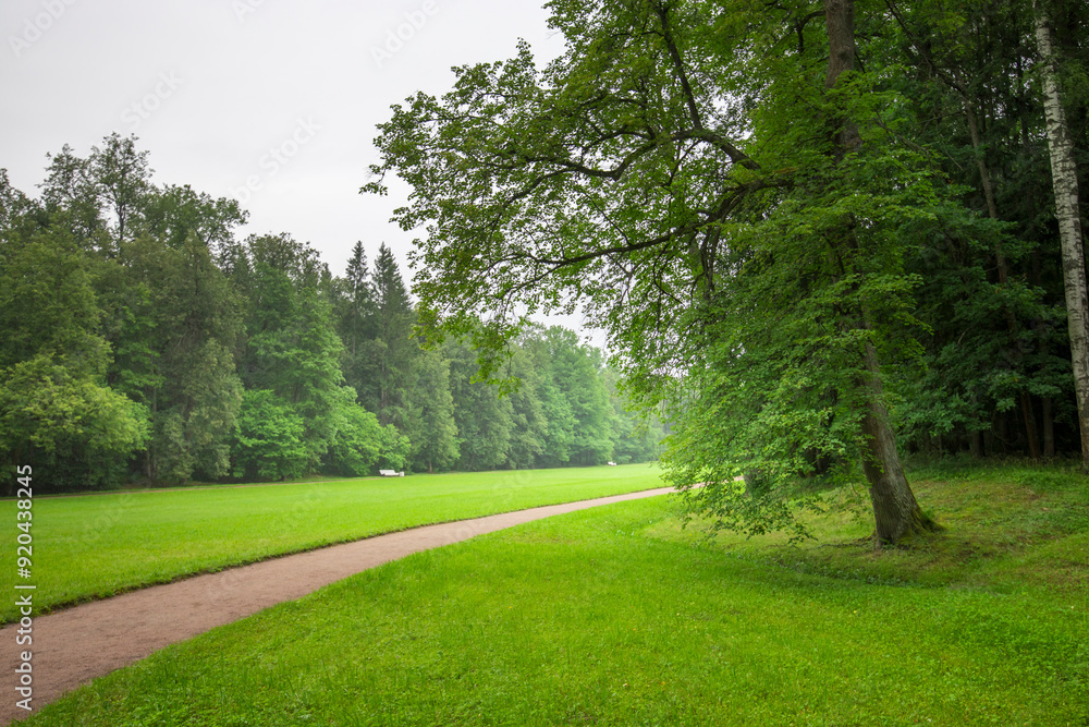 Obraz premium A tranquil pathway meanders through dense greenery, as mist envelops the towering trees, creating a peaceful atmosphere in nature.