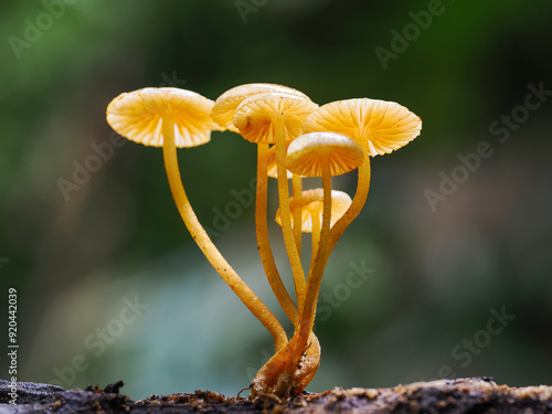  Macro mushroom Photography of Nature #920442039