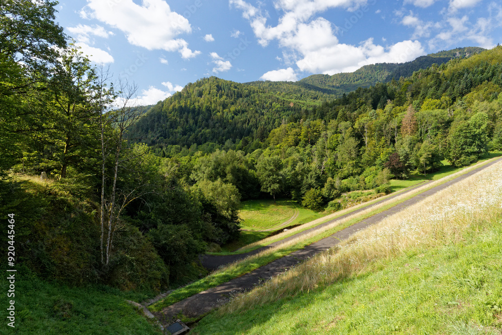 Fototapeta premium Fôret dans les vosges