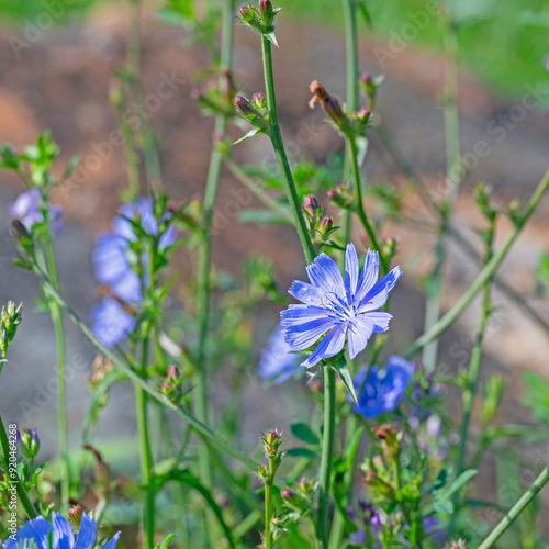 Blühende Wegwarte, Cichorium intybus, Nahaufnahme