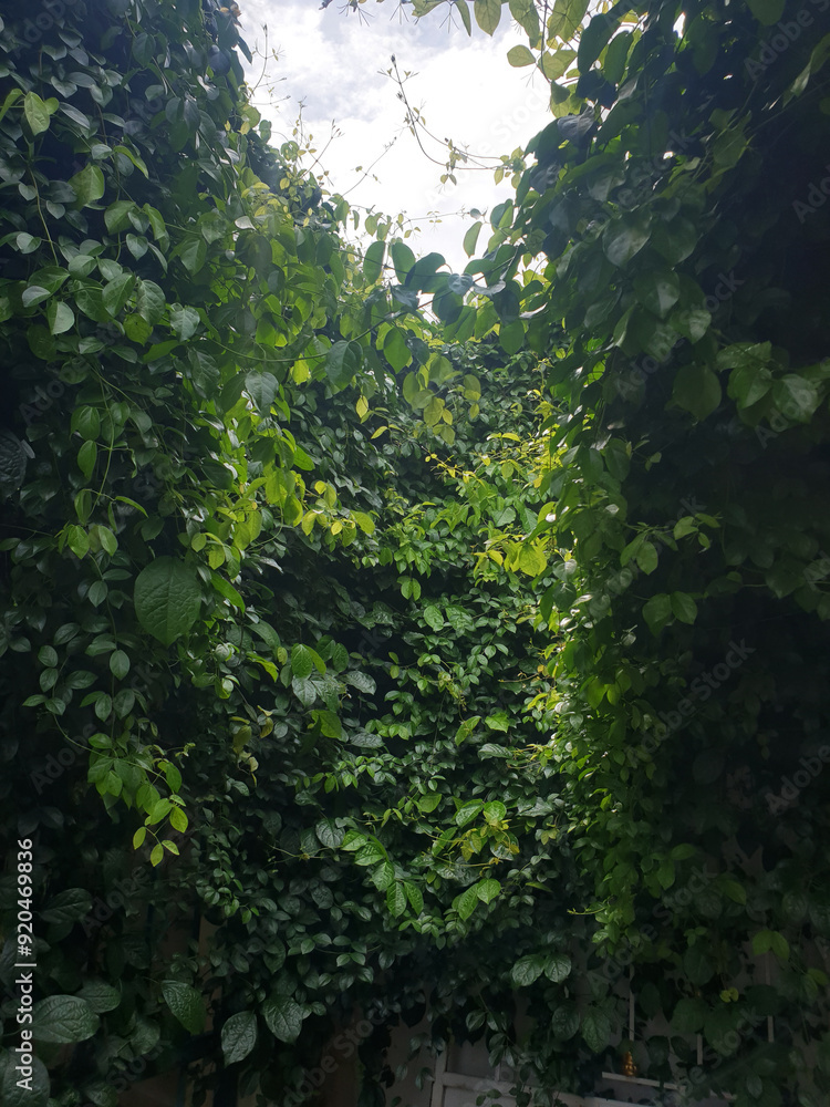 The weeds grow and intertwine and grow densely. There is sunlight falling on it, making it look like Batman's mask. The weeds grow and intertwine and grow densely. There is sunlight falling on it, making it look like Batman's mask.
