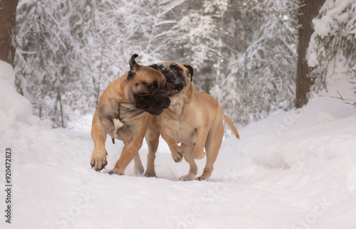 purebred bullmastiff dog in winter on the snow