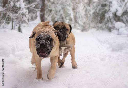 purebred bullmastiff dog in winter on the snow