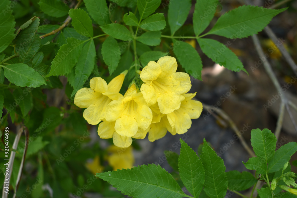 Obraz premium Yellow trumpetbush (Tecoma stans) Called Yellow bell or Yellow Elder Flower, trumpet flower, Beautiful bunch of yellow flowers closeup with green leaves Background, tecoma stans