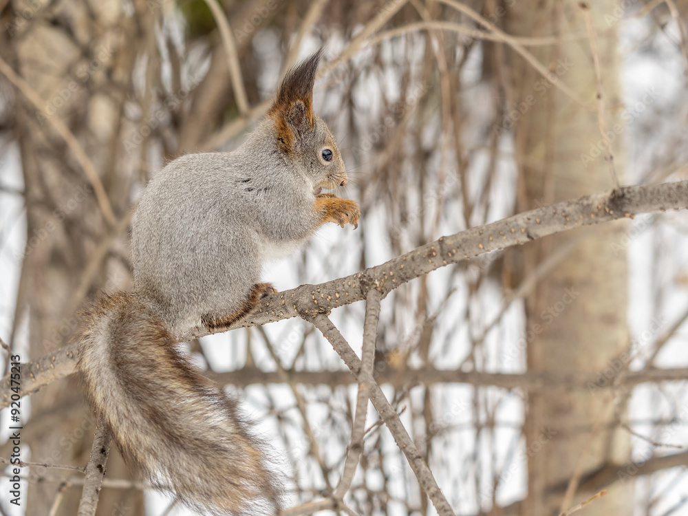 Fototapeta premium The squirrel with nut sits on tree in the winter or late autumn