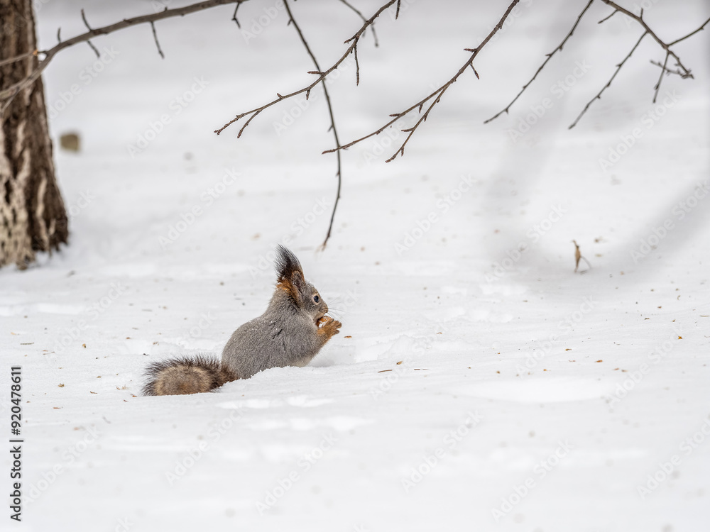 Fototapeta premium The squirrel in winter sits on white snow.