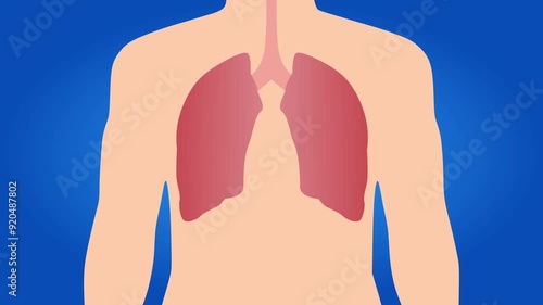 Respiratory System Breathing Animation in Lungs