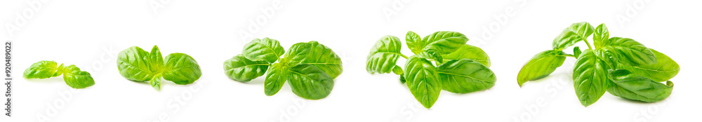 Basil isolated on white background. Fresh organic basil leaves isolated on white background. Spices. Vegan. Basil isolated on white background. Fresh organic basil leaves isolated on white background. Spices. Vegan.