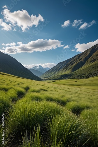 a grassy field with