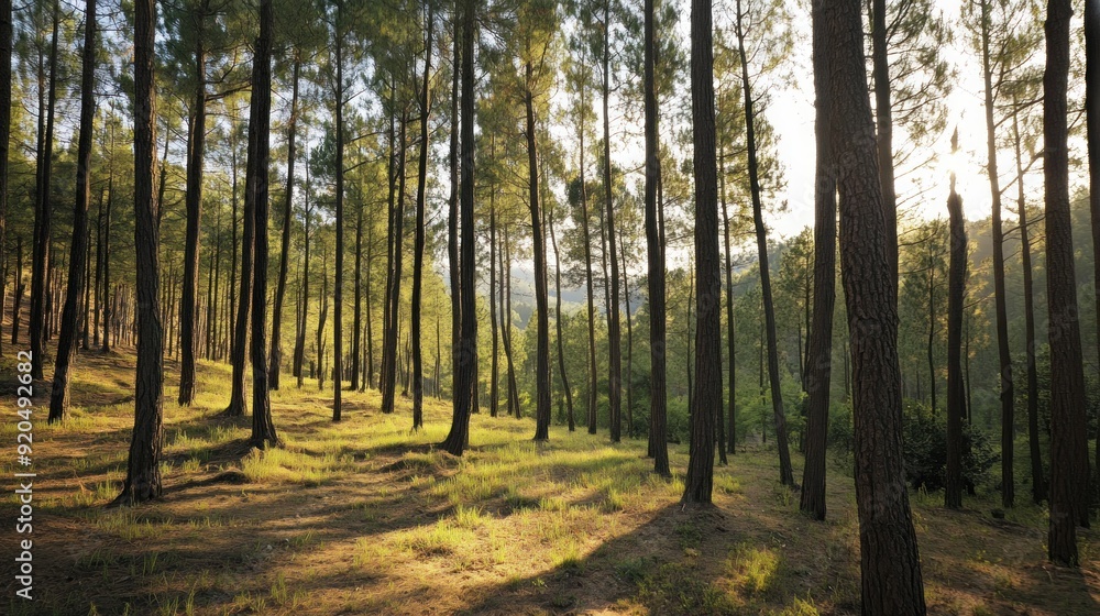 Obraz premium Sunlight Filtering Through Tall Pine Trees in a Forest