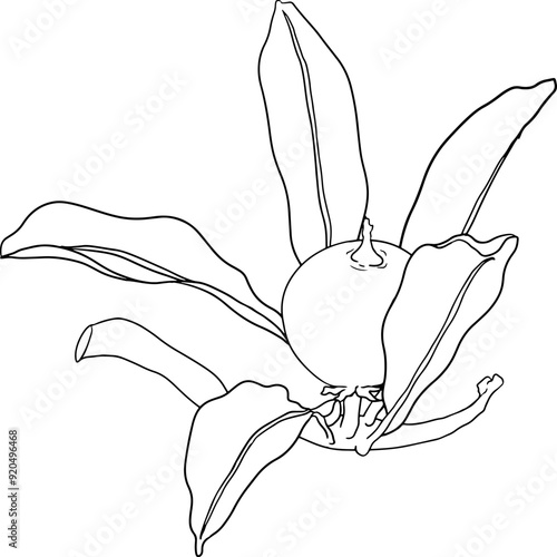 Chiku elements. Sapodilla naseberry pouteria line fruits. Vector botanical design of exotic tropical fruit