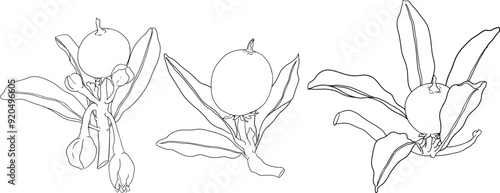 Chiku elements. Sapodilla naseberry pouteria line fruits. Vector botanical design of exotic tropical fruit