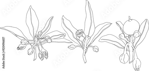 Chiku elements. Sapodilla naseberry pouteria line fruits. Vector botanical design of exotic tropical fruit