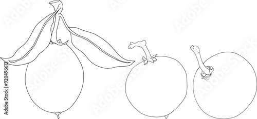 Chiku elements. Sapodilla naseberry pouteria line fruits. Vector botanical design of exotic tropical fruit