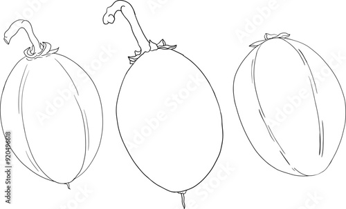 Chiku elements. Sapodilla naseberry pouteria line fruits. Vector botanical design of exotic tropical fruit