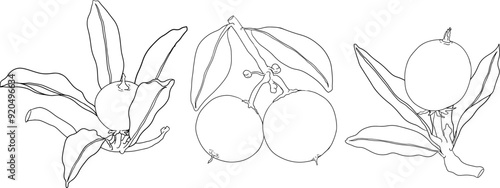 Chiku elements. Sapodilla naseberry pouteria line fruits. Vector botanical design of exotic tropical fruit