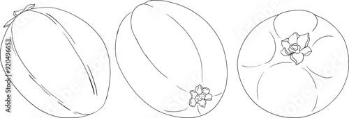 Chiku elements. Sapodilla naseberry pouteria line fruits. Vector botanical design of exotic tropical fruit