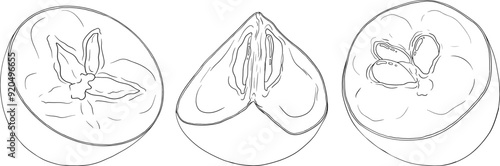 Chiku elements. Sapodilla naseberry pouteria line fruits. Vector botanical design of exotic tropical fruit