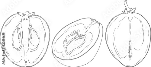 Chiku elements. Sapodilla naseberry pouteria line fruits. Vector botanical design of exotic tropical fruit