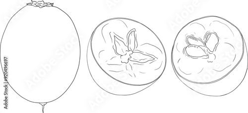 Chiku elements. Sapodilla naseberry pouteria line fruits. Vector botanical design of exotic tropical fruit