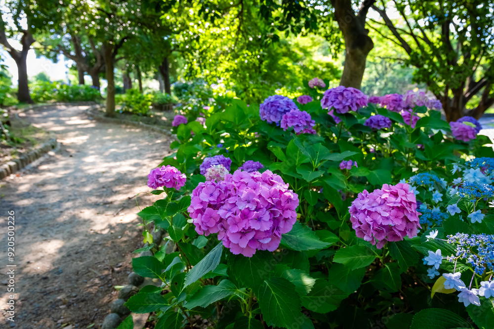 大阪城公園のあじさい・うつぎ園で見た、ピンクや紫色の紫陽花 大阪城公園のあじさい・うつぎ園で見た、ピンクや紫色の紫陽花