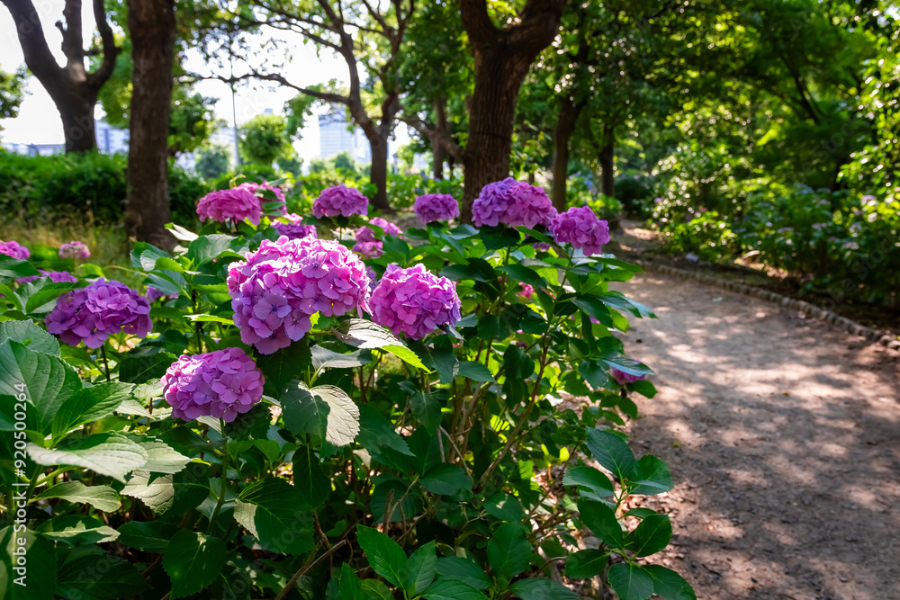 大阪城公園のあじさい・うつぎ園で見た、ピンクや紫色の紫陽花 大阪城公園のあじさい・うつぎ園で見た、ピンクや紫色の紫陽花