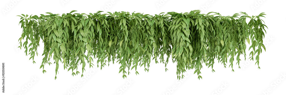 Fototapeta premium Creeper leaves isolated on white