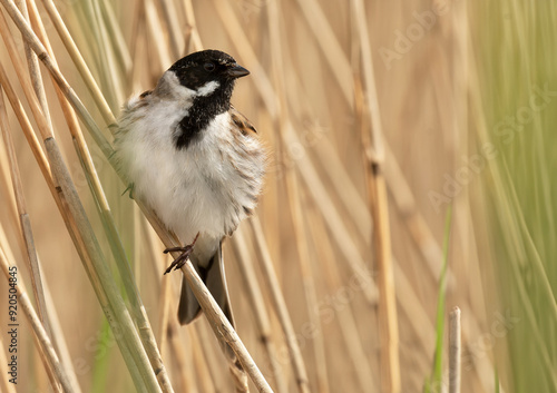 Common Reed Bunting photo