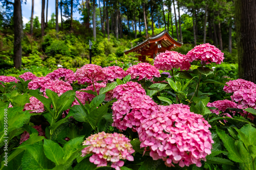 Obraz premium 京都府宇治市の三室戸寺で見た、鮮やかなピンク色の紫陽花