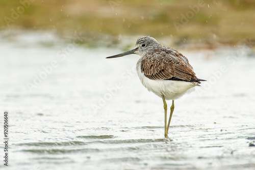 Common Greenshank photo