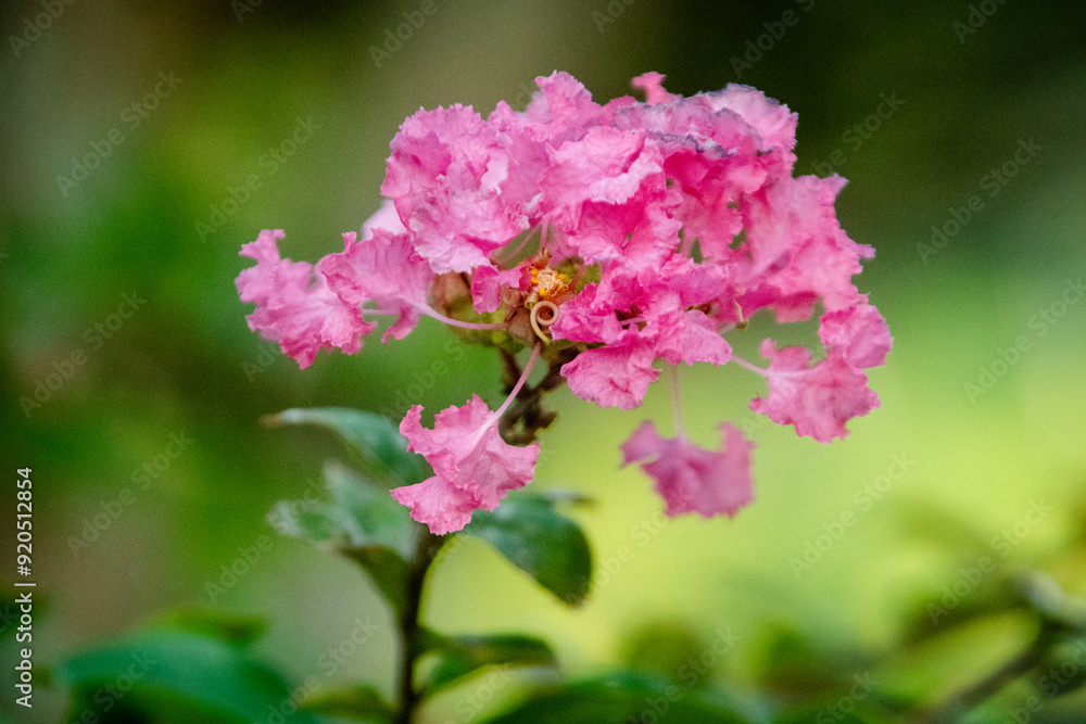 Obraz premium 紅いサルスベリの花