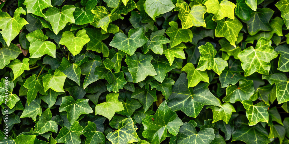 close-up of lush green foliage texture, showcasing detailed leaves and vibrant colors close-up of lush green foliage texture, showcasing detailed leaves and vibrant colors