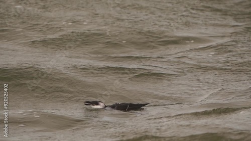  A razorbill, razor-billed auk, or lesser auk (Alca torda) diving into the waves during a heavy storm - slow motion