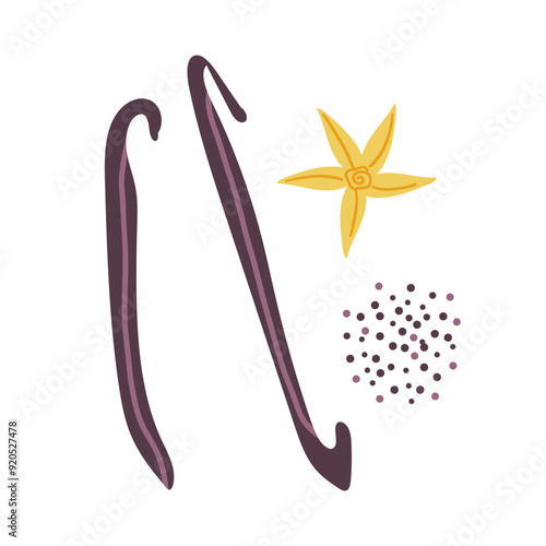 Beautiful vanilla flower isolated on white background. Spice for sweets, coffee and bakery. Vector Illustration. Dried vanilla beans .