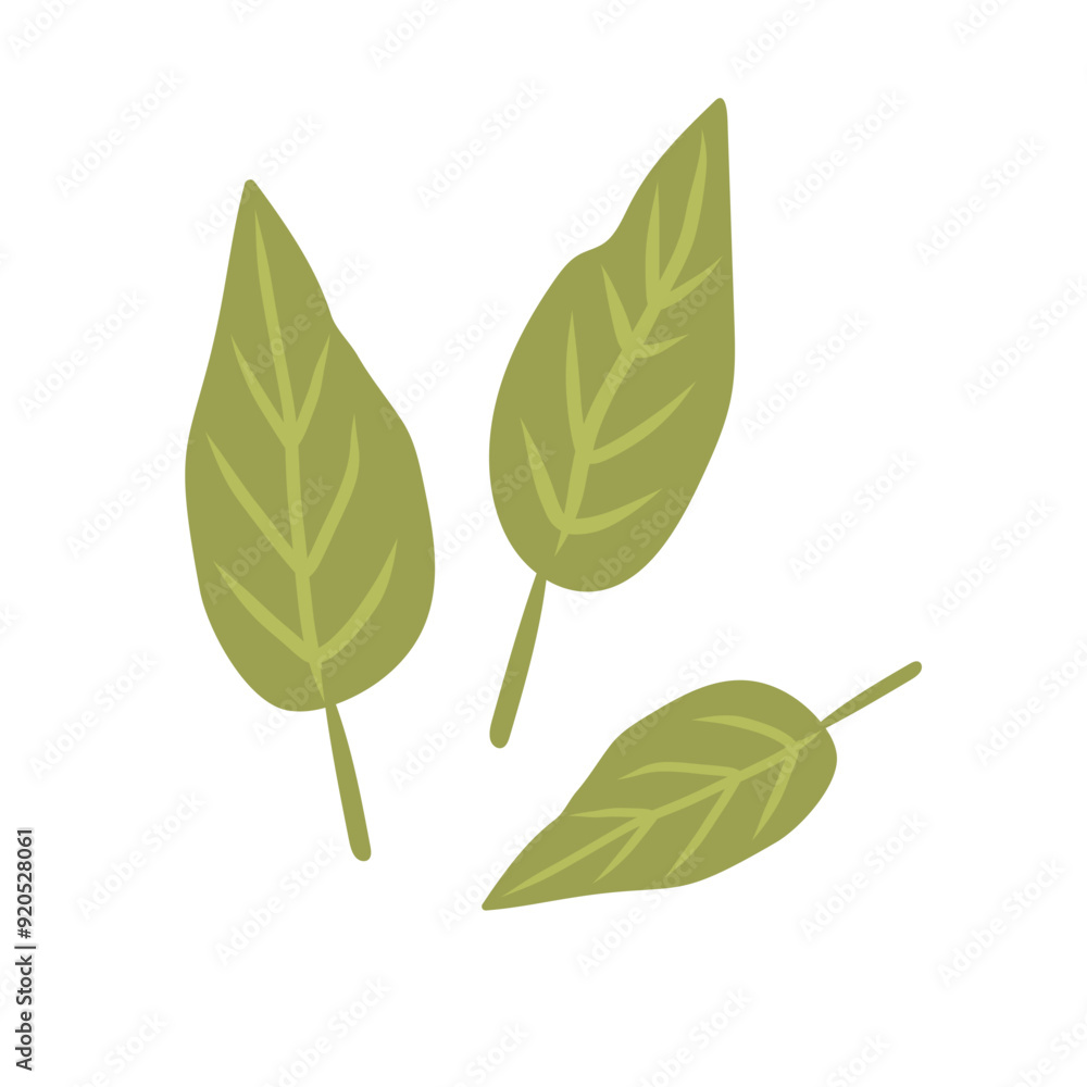 Bay leaves isolated green culinary herb doodle illustration . Vector laurel leaf natural condiment, herbal seasoning for food and botanical design . Bay leaves isolated green culinary herb doodle illustration . Vector laurel leaf natural condiment, herbal seasoning for food and botanical design .