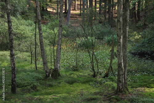 Waldblick photo